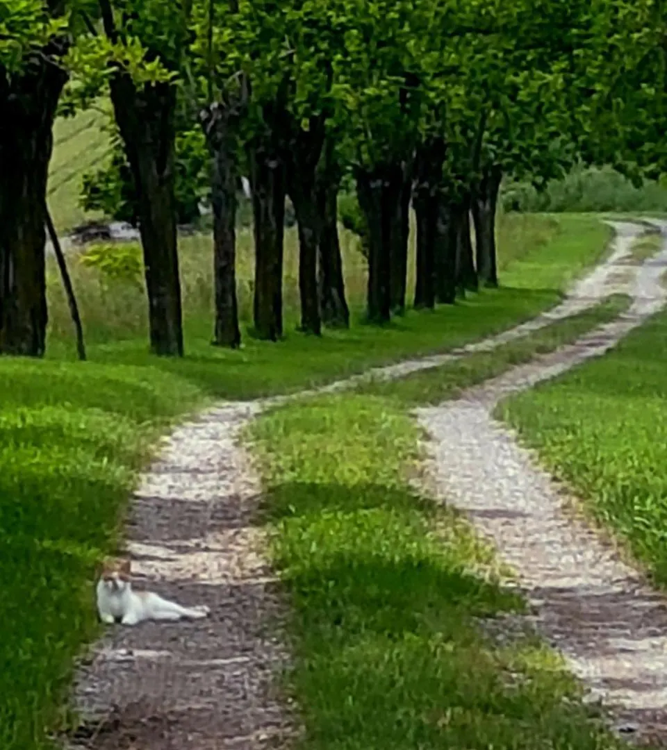Villa La Palazzina Agazzano Bed & Breakfast